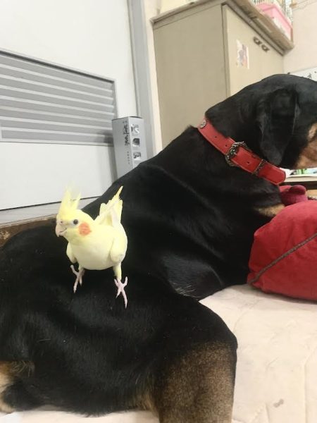 久しぶりのテノール君🐤