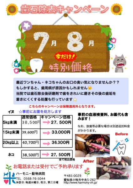 🌻7月8月歯石除去キャンペーン🌻